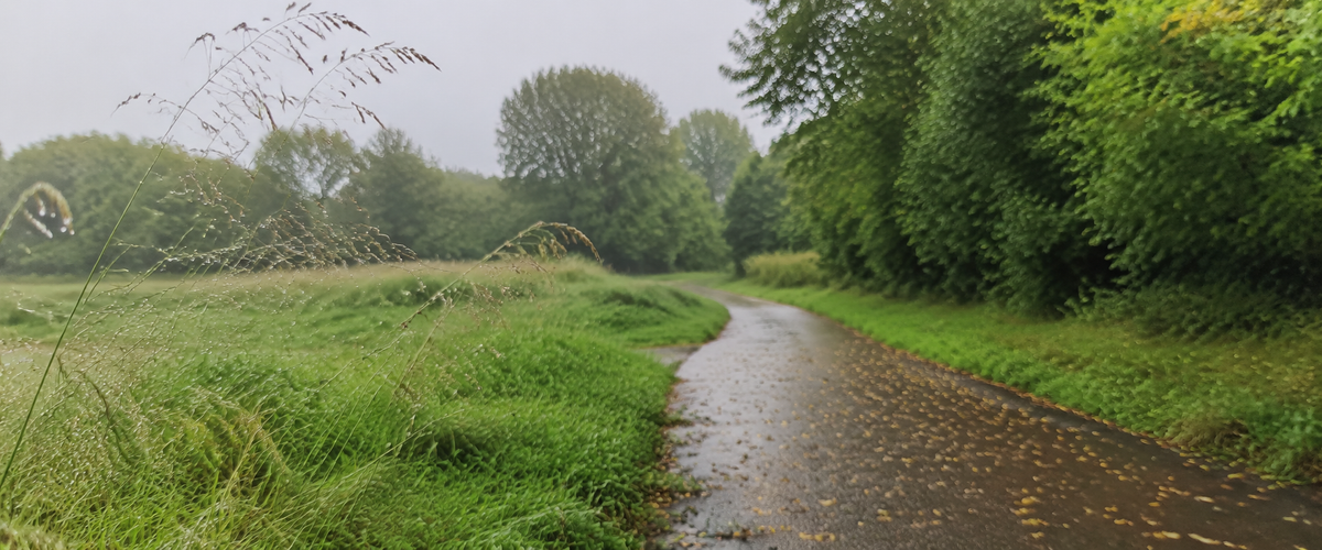 Een nat wandelpad tussen groene bomen bij miezerig weer — AI-gegenereerd sfeerbeeld